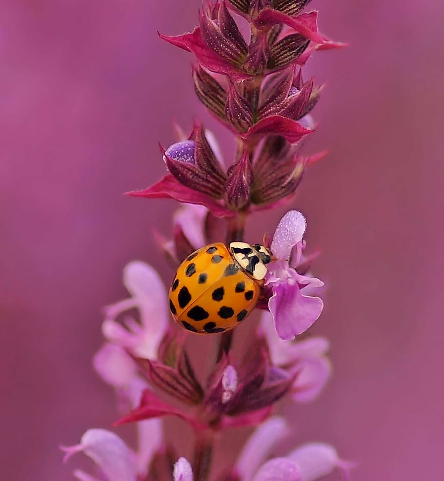 Mexican bean beetle perching on flower, insect, nature, live HD wallpaper