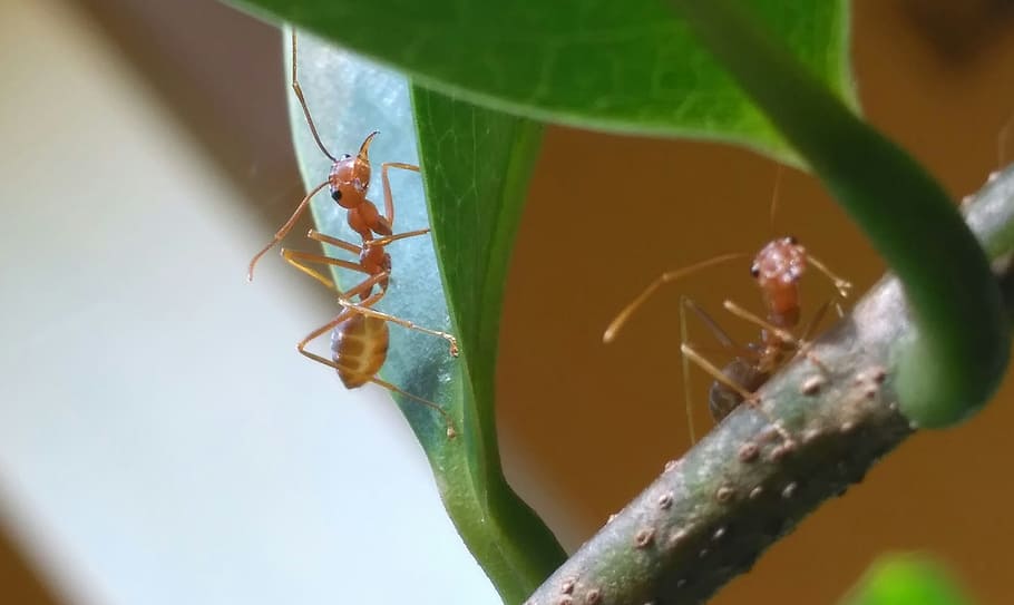 Leaf, Twig, Panorama, Photography, Macro, ants, drama, animal themes HD wallpaper