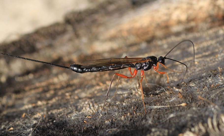 do, hymenoptera, insect, animal, animals in the wild, one animal HD wallpaper