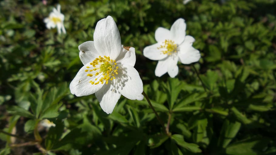 wood anemone, blossom, bloom, white, flower, nature, plant