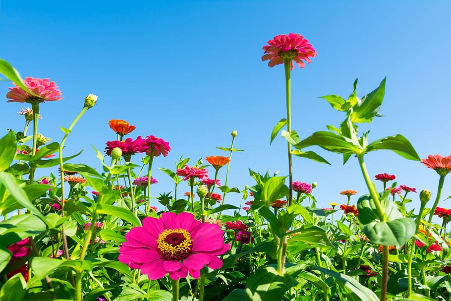 dream park, incheon, crape myrtle, blue sky, pink, red, abstract HD wallpaper