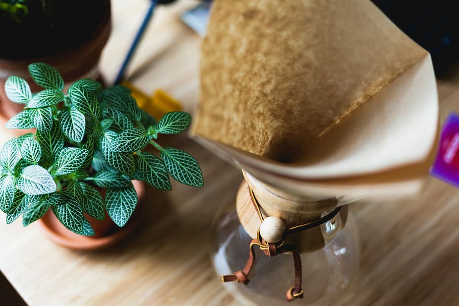 potted plant near glass vase, green leaf plant beside glass vase HD wallpaper