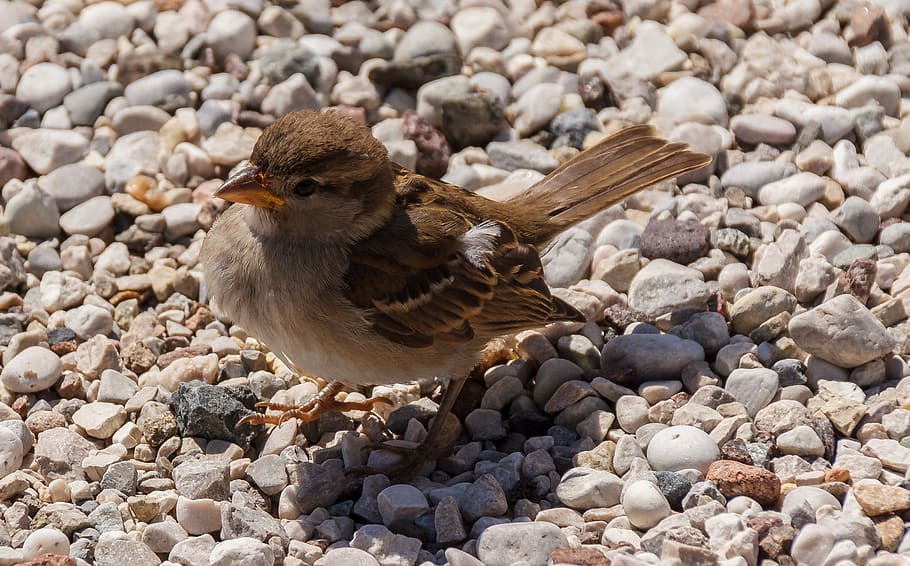 bird, sparrow, foraging, sperling, birds, songbird, food, animal themes HD wallpaper