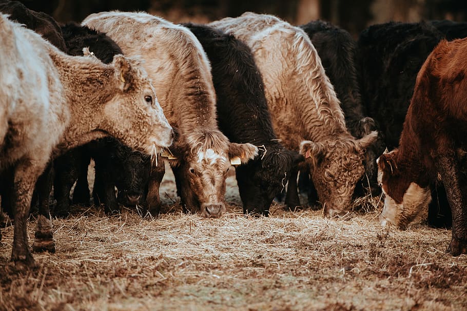 Cows grazing on a winters morning, group of animal eating grasses HD wallpaper