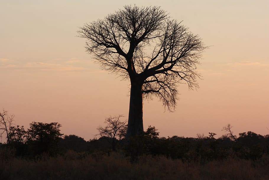 africa, tree, baobab, abendstimmung, botswana, nature, plant HD wallpaper