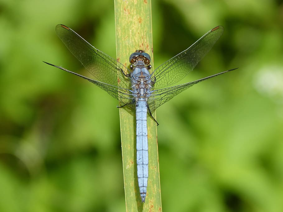 dragonfly, blue dragonfly, leaf, wetland, orthetrum cancellatum HD wallpaper