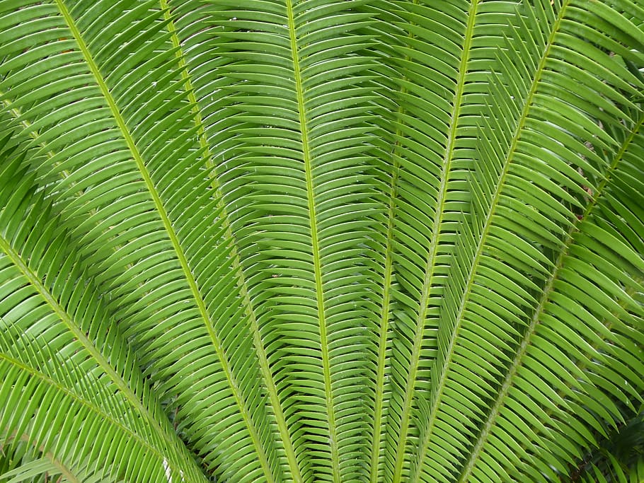 macro photography of green coconut palms, fern, plant, background HD wallpaper