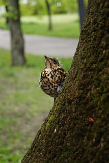 Starling, Bird, Nature, Macro, ornithology, tree, starling common HD wallpaper