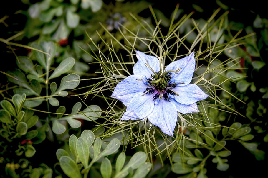 flower, bloom, bulb, floral, botany, spring, petal, flowering plant HD wallpaper