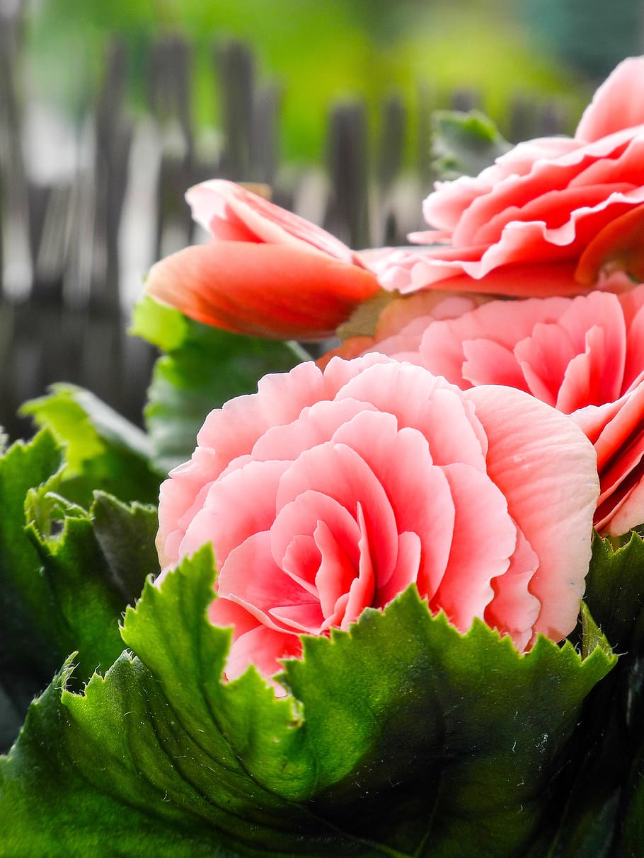 rose, garden, flower, nature, rose bloom, blossom, pink, rosebush HD wallpaper