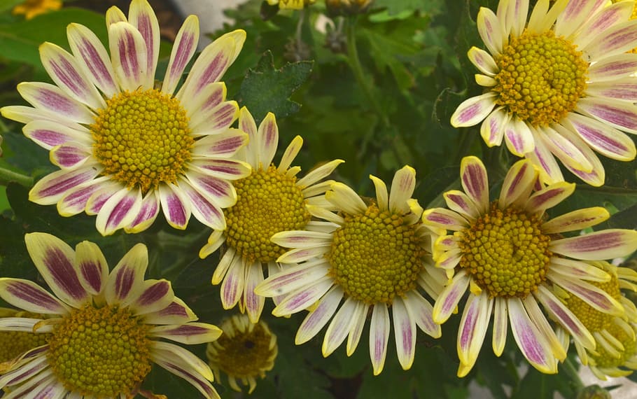 flowers, blossom, beautiful, plant, perfect, pretty interesting HD wallpaper