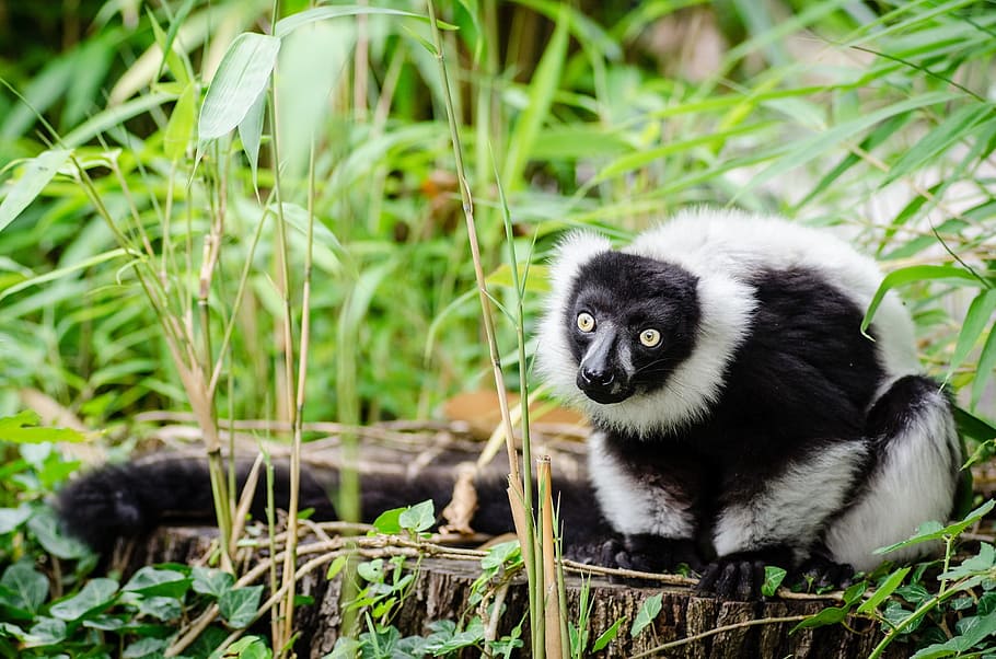 Lemur, Black, White, Ruffed, Portrait, forest, fur, looking HD wallpaper