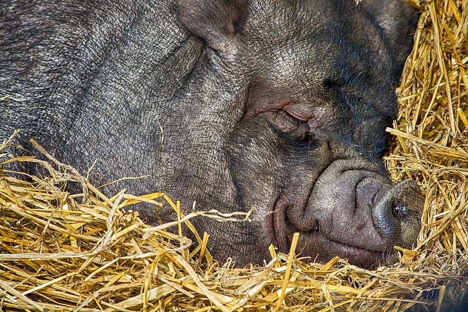 black pig sleeping on brown hay, farm, animal, livestock, cute