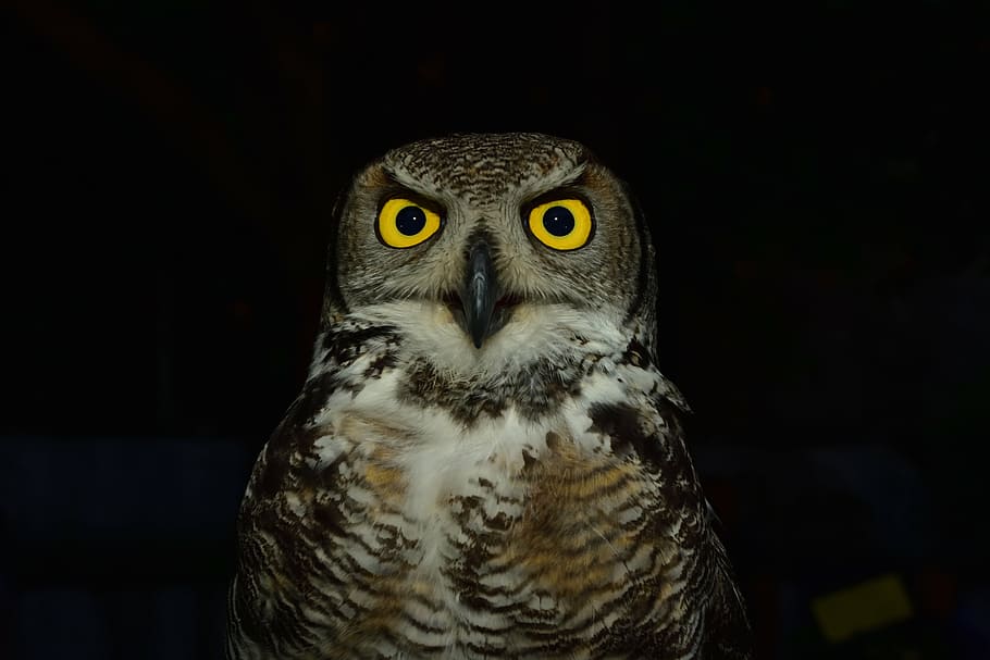 close-up photo of brown and white barn owl, raptor, eyes, yellow HD wallpaper