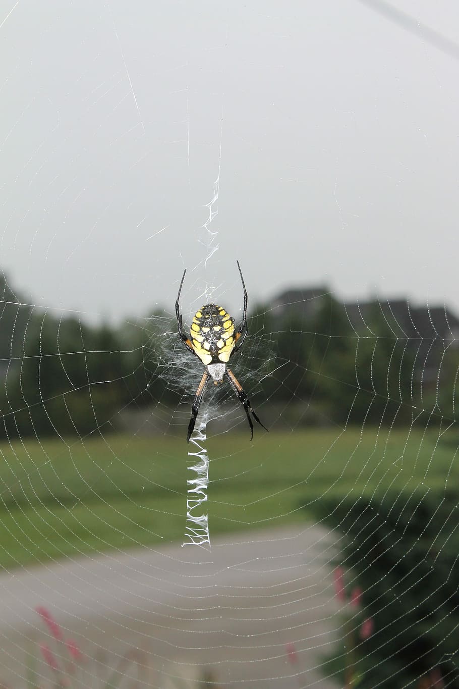 Spider, Garden, Web, Insect, spider web, one animal, animal themes HD wallpaper