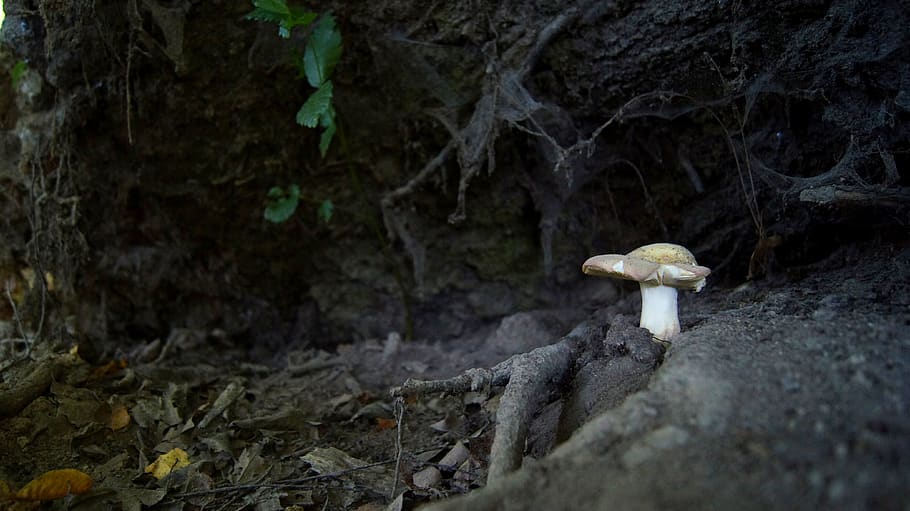 mushroom, forest, nature, cobweb, roots, white mushroom, fungus HD wallpaper