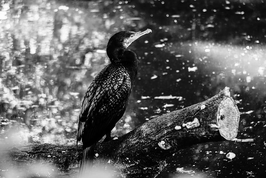bird, monotonous, black, white, zoo, contrast, water, animal HD wallpaper