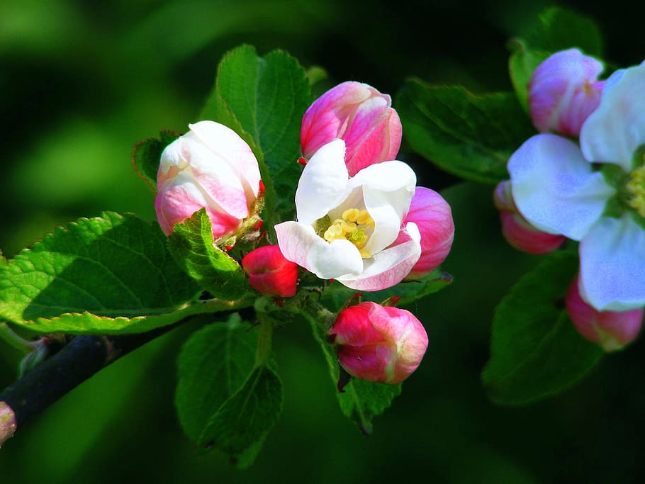 apple blossom, pink, red, bloom, spring, tree, apple tree, branch HD wallpaper