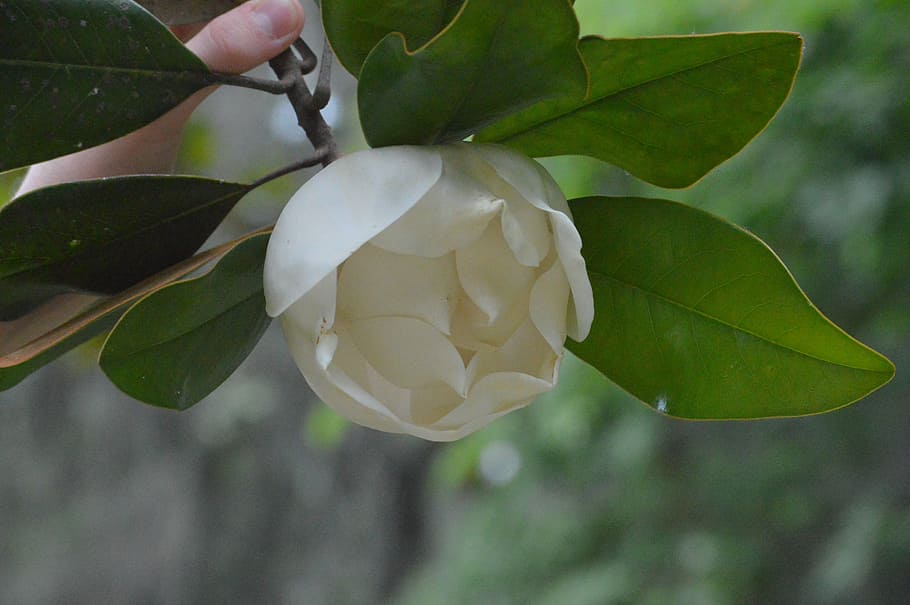 magnolia, flower, nature, spring, beautiful, white, plant, floral HD wallpaper