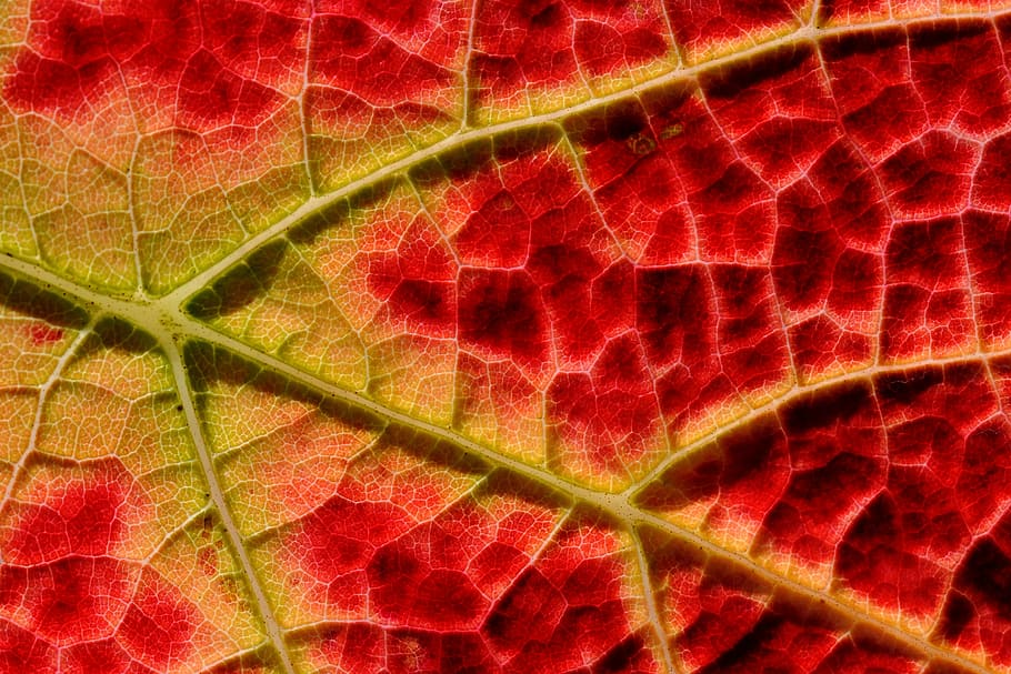 structure, autumn, vine, emerge, close, full frame, backgrounds HD wallpaper