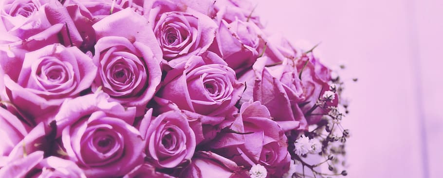 flower, rose, floral, petal, blooming, header, plant, nature HD wallpaper
