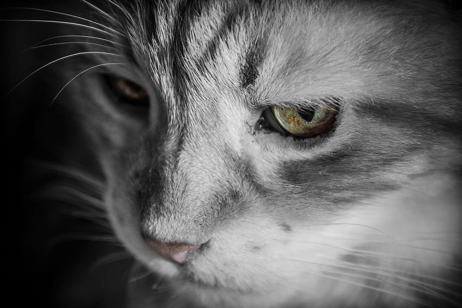 Silver Tabby Cat, animal, close-up, feline, macro, pet, animal themes HD wallpaper