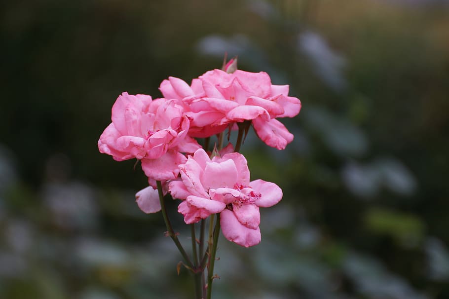 Flowers, Rose, Pink, Beautiful, Bouquet, pink color, nature HD wallpaper