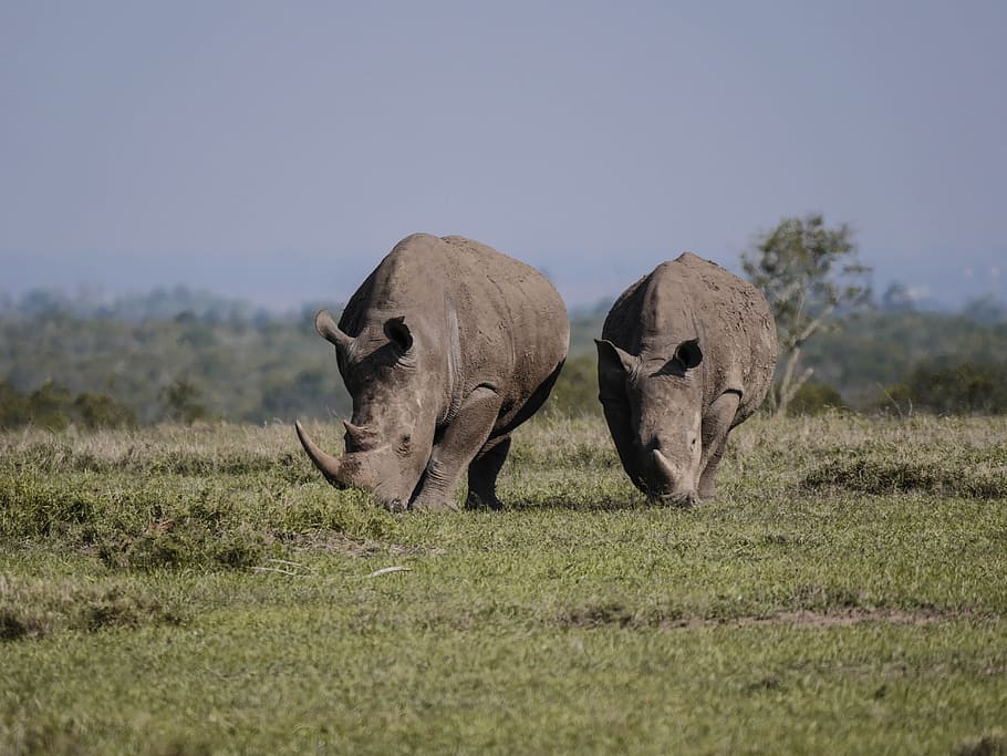 two rhinos standing on grass field, pair, eat, savannah, white rhino, HD wallpaper