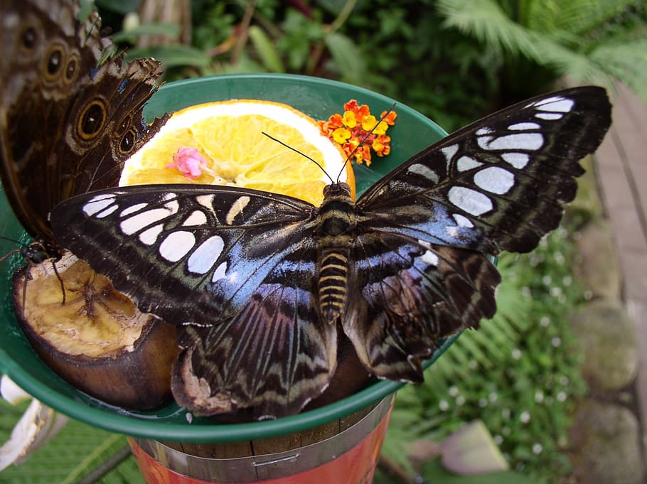 butterfly, maximilian park, hamm, ruhr area, more, nature, industrial park HD wallpaper