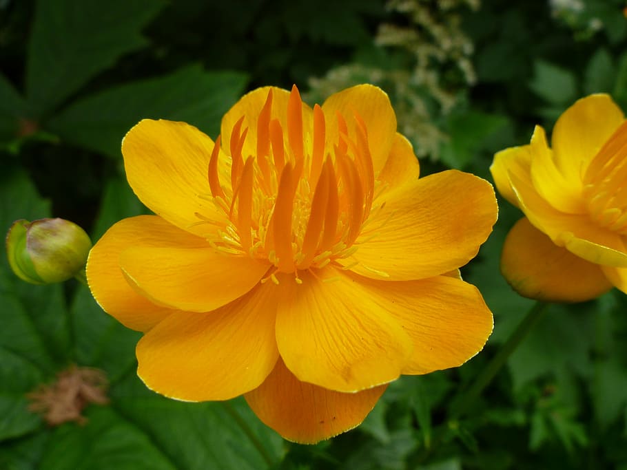 blossom, bloom, pond, yellow, flower, water lilies, plant, flowering plant HD wallpaper