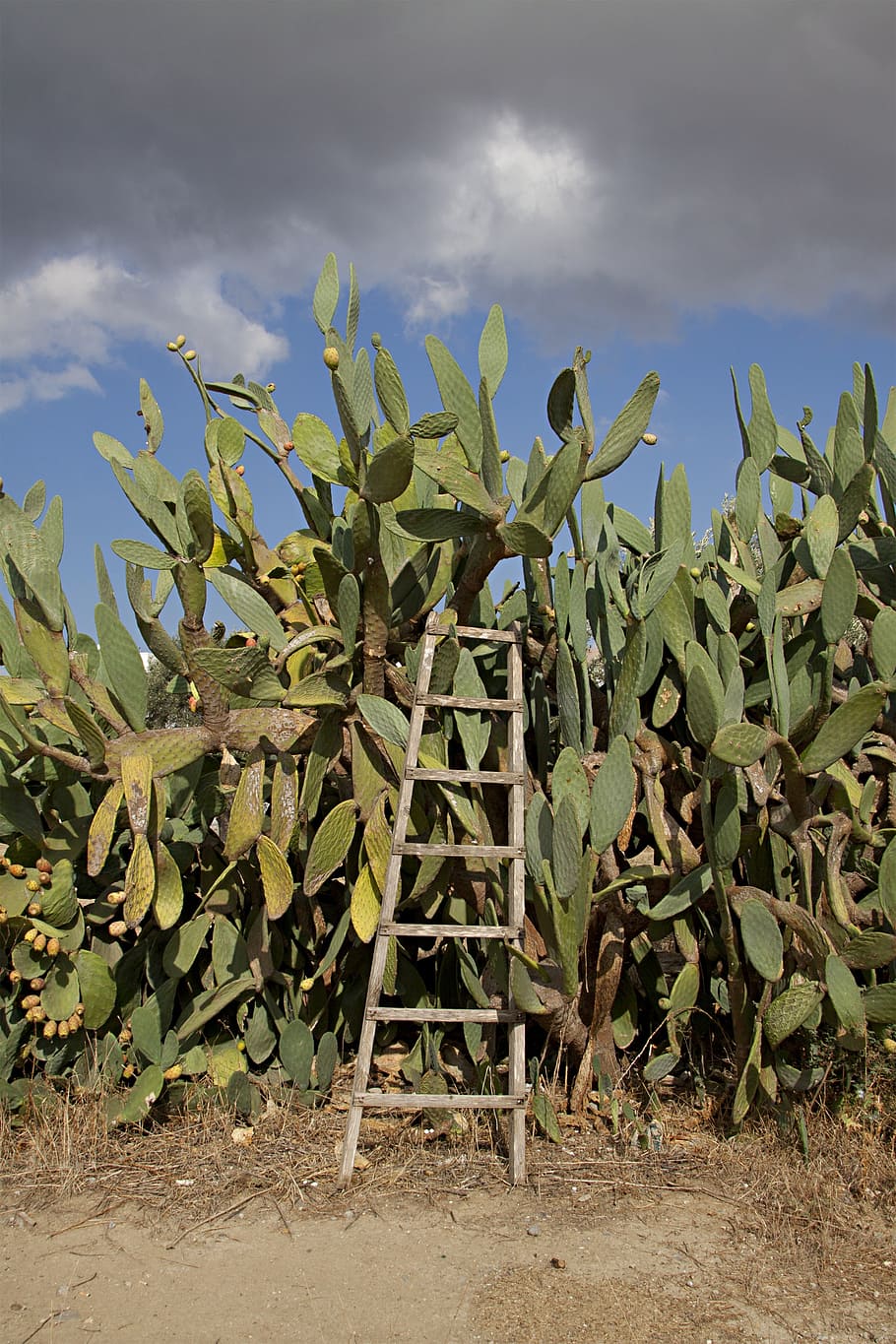 cactus, prickly pear, head, warm, heiss, landscape, cyprus HD wallpaper