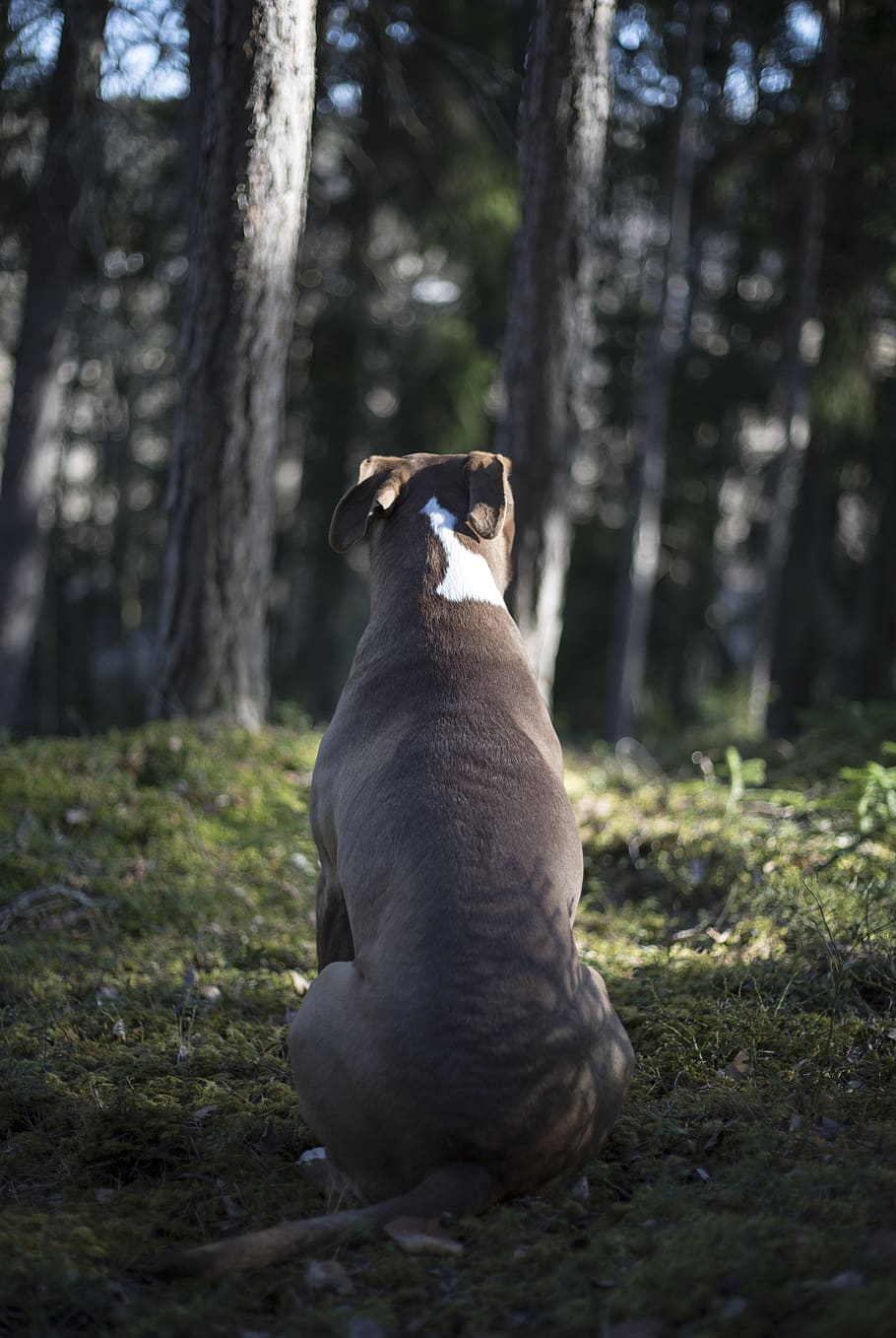 dog, forest, morning, spring, dream, nature, animals, one animal HD wallpaper
