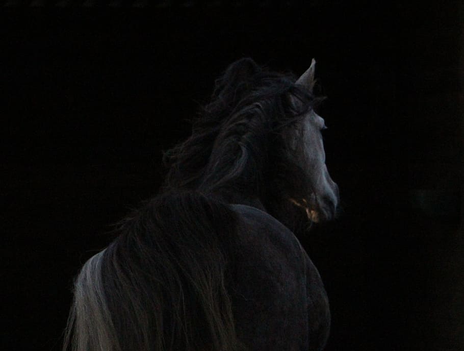 horse facing backward in dimlighted area, arabic, against day HD wallpaper