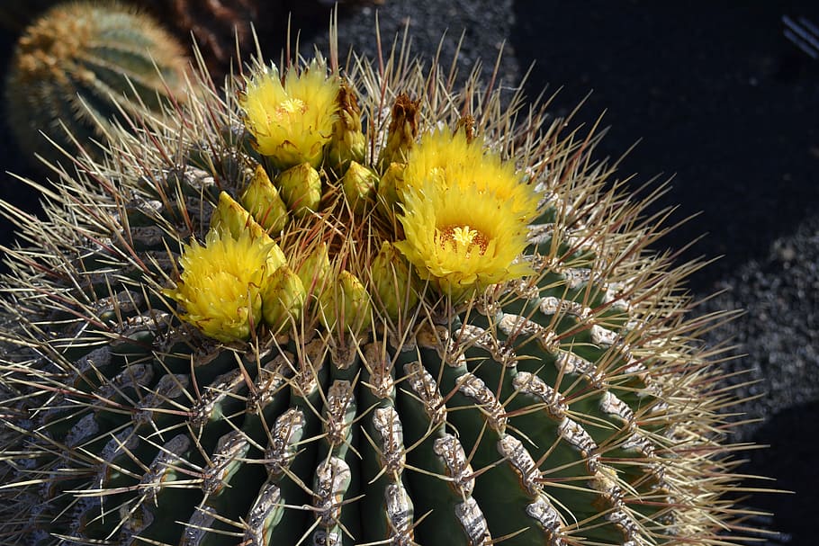 cactus, yellow, mexico, sun, plant, pics, nature, thorn, desert HD wallpaper