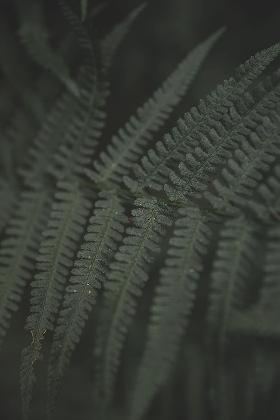 fern, green, plant, forest, nature, fern plant, close, texture HD wallpaper