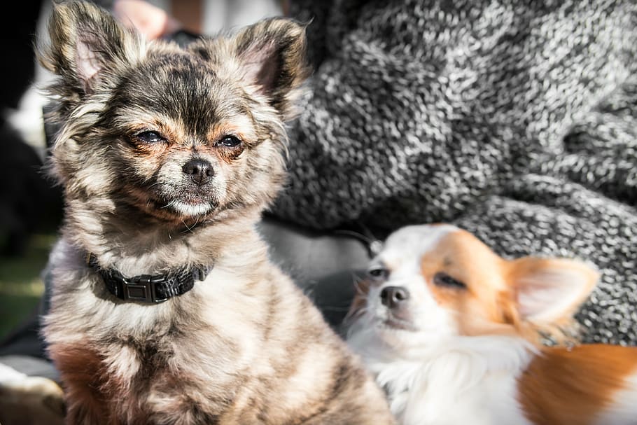 chihuahua, dog, chiwawa, view, eye, look, watch, puppy, young dog HD wallpaper