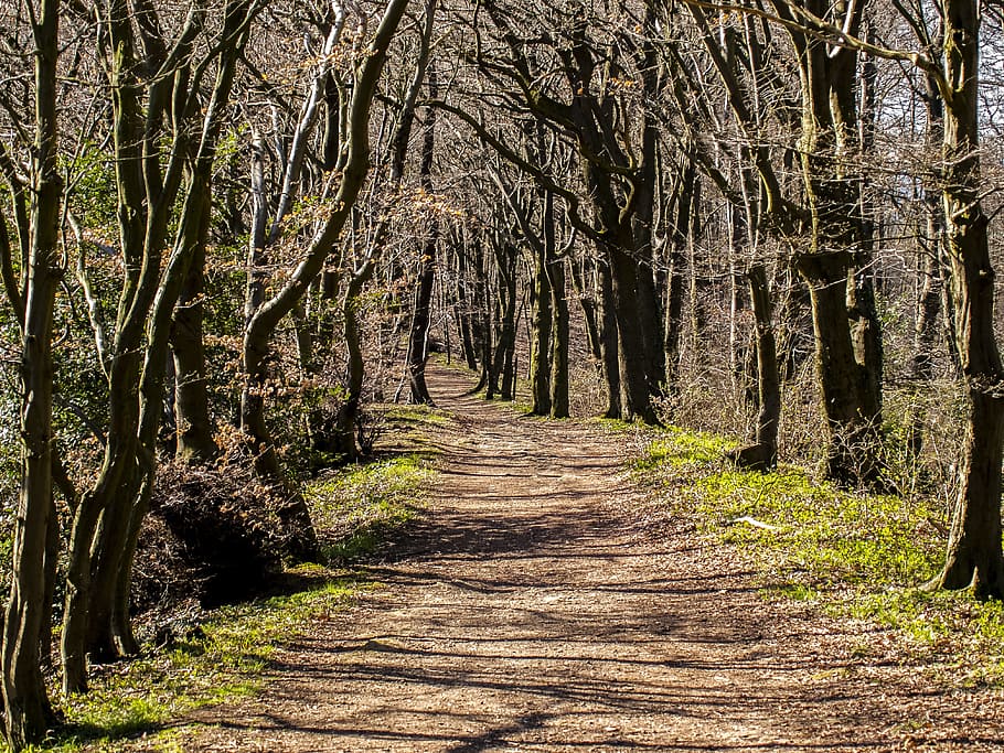 road between bare tree at daytime, Landscape, Forest, Nature HD wallpaper