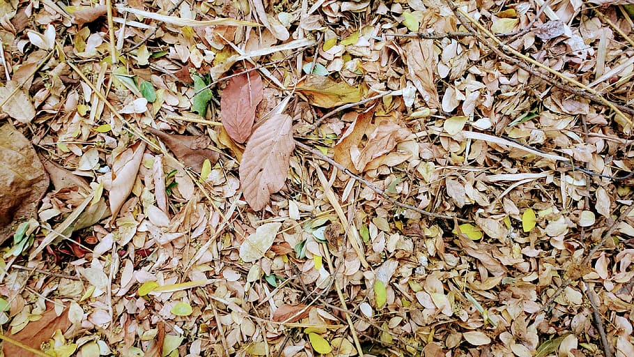 humus, dried leaves, fall, dry, forest, soil, plant part, leaf HD wallpaper