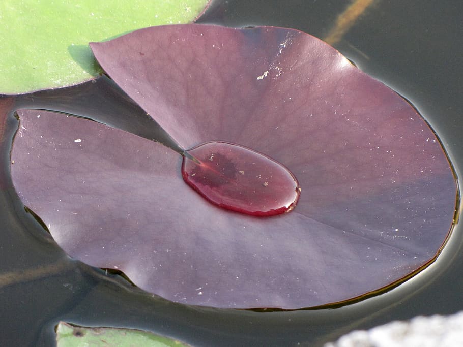 leaf, aquatic plant, garden, summer, spring, nature, rosa, autumn HD wallpaper