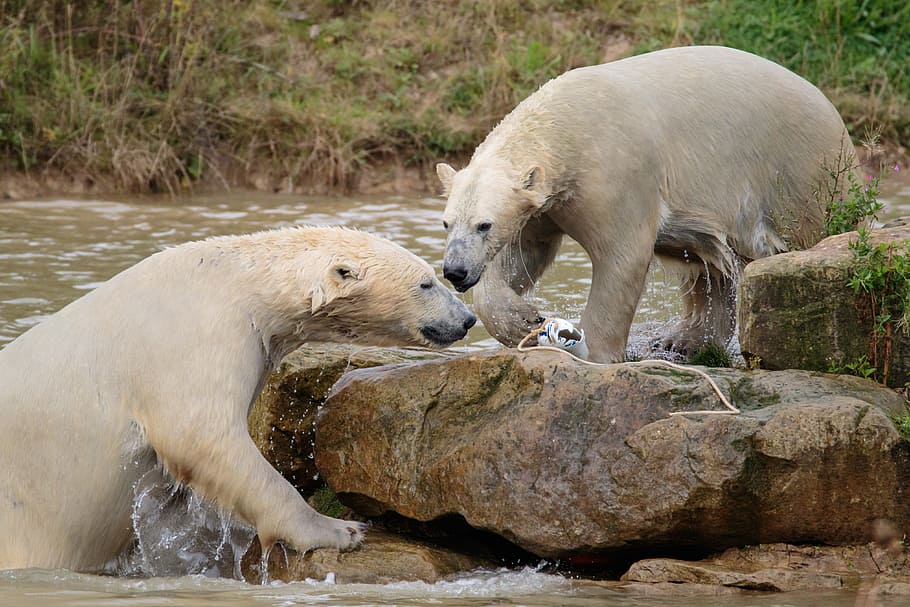 polar bear, big bear, white, mammal, nature, wildlife, north HD wallpaper