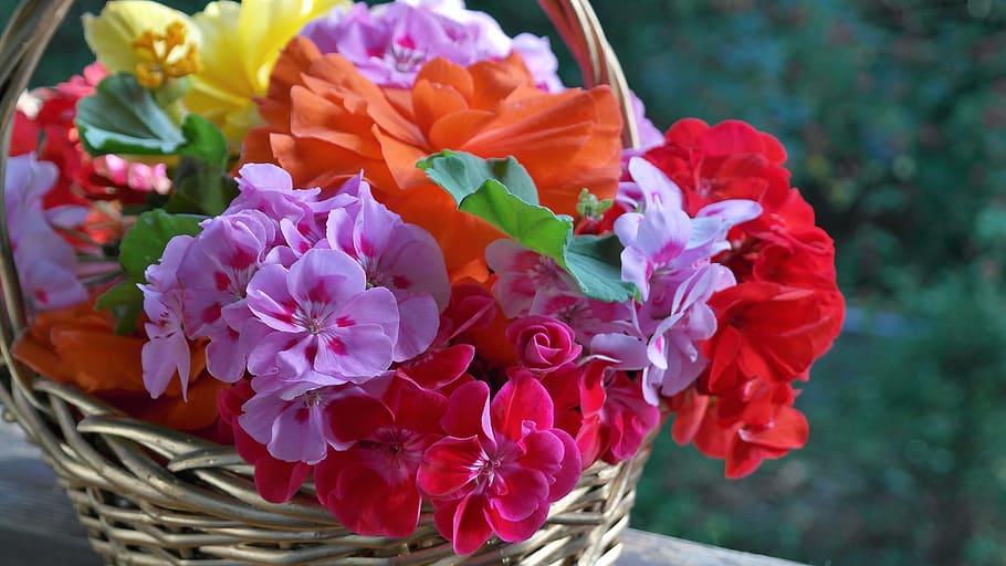 assorted-colored petaled flowers in brown wicker baskets, geranium HD wallpaper