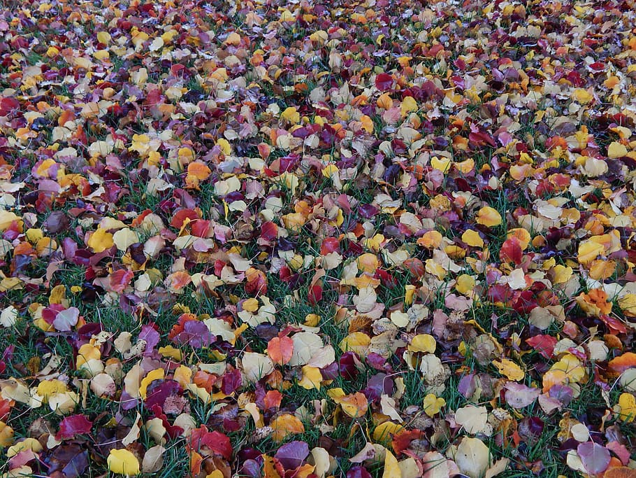 leaves, fall, autumn, fall leaves background, season, orange, HD wallpaper