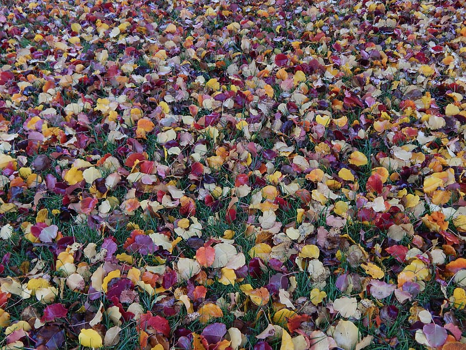 leaves, fall, autumn, fall leaves background, season, orange HD wallpaper