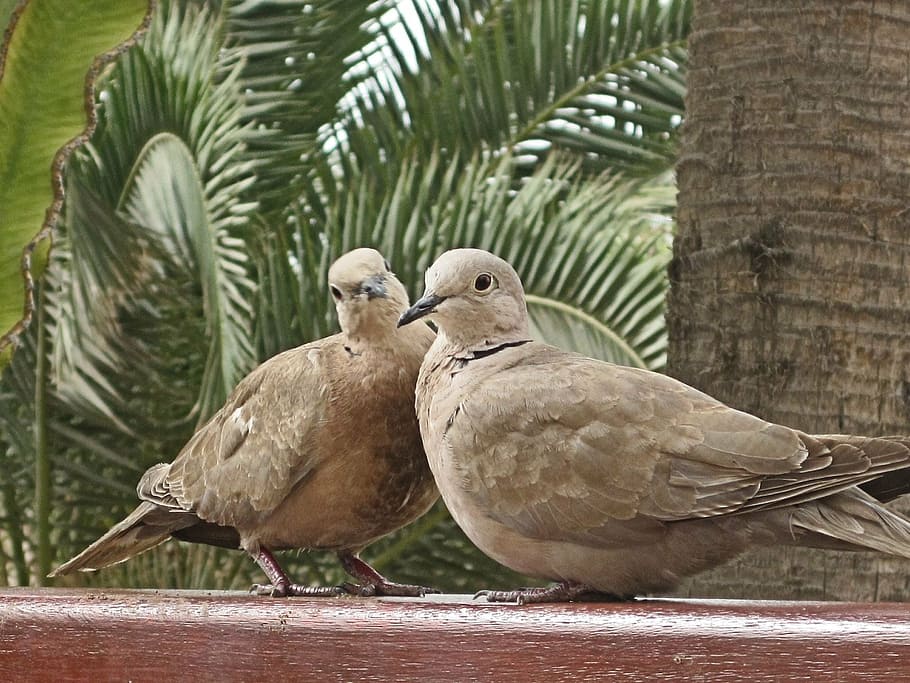 pigeons, animals, bird, nature, whisper sweet nothings, turtle dove HD wallpaper