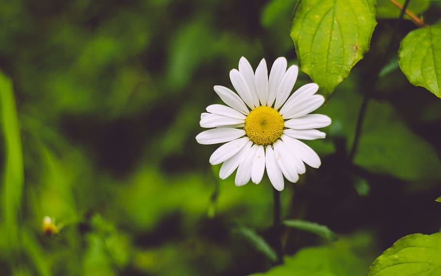 photo of white daisy flower, white daisy closeup photo, Shasta Daisy HD wallpaper