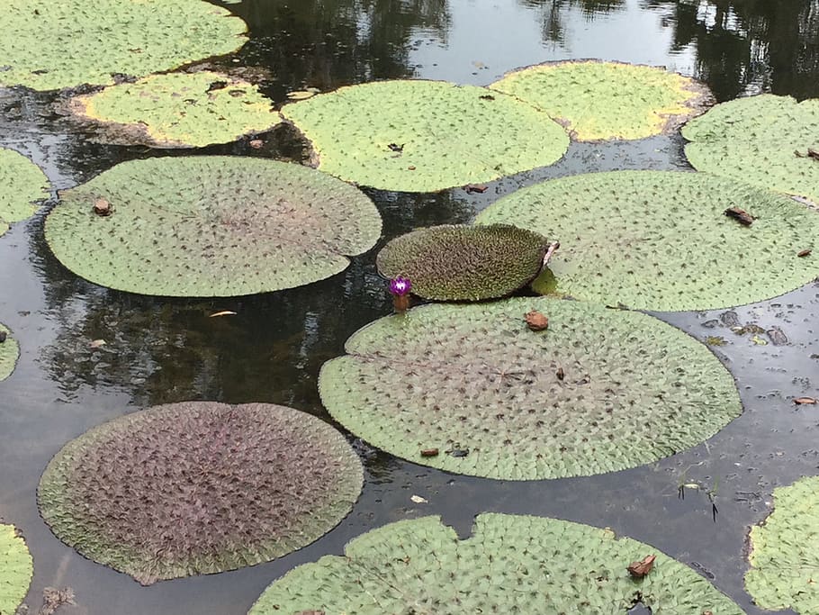 water lillies, pond, exotic, lake, green color, water lily HD wallpaper