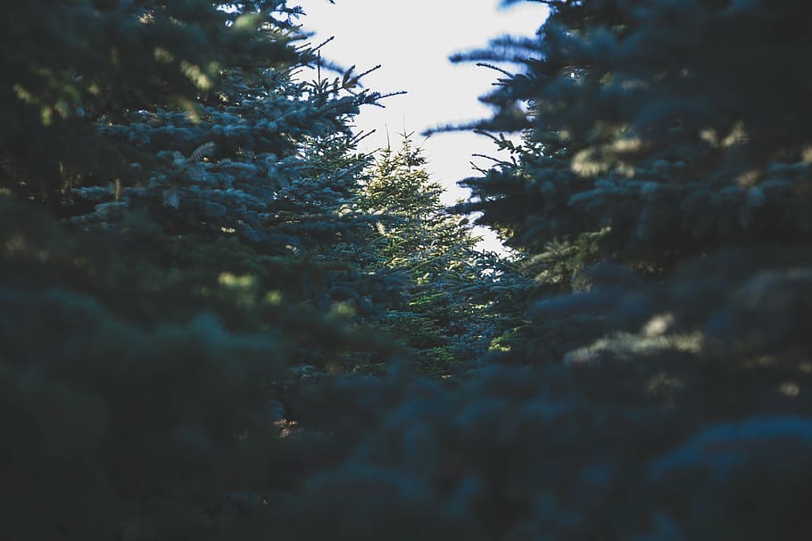 green leafed trees during daytime, evergreen tree, spruce, forest HD wallpaper