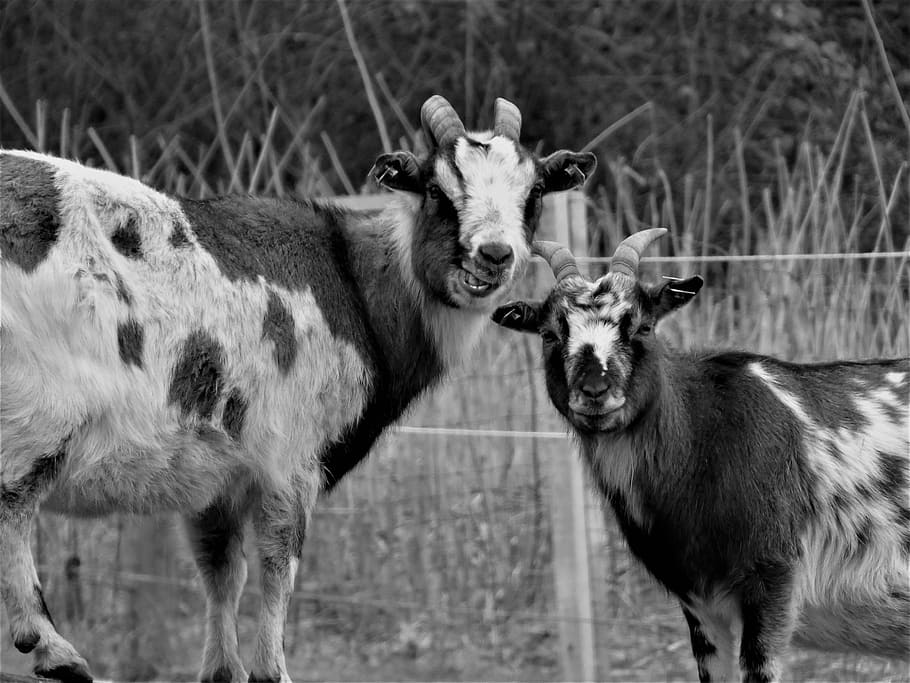 goats, goat buck, billy goat, horns, livestock, farm, face HD wallpaper