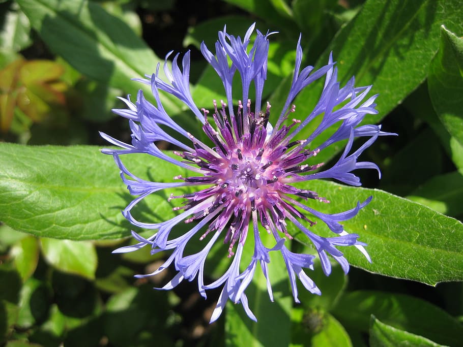 shallow focus photography of purple flowers, cornflower, summer HD wallpaper