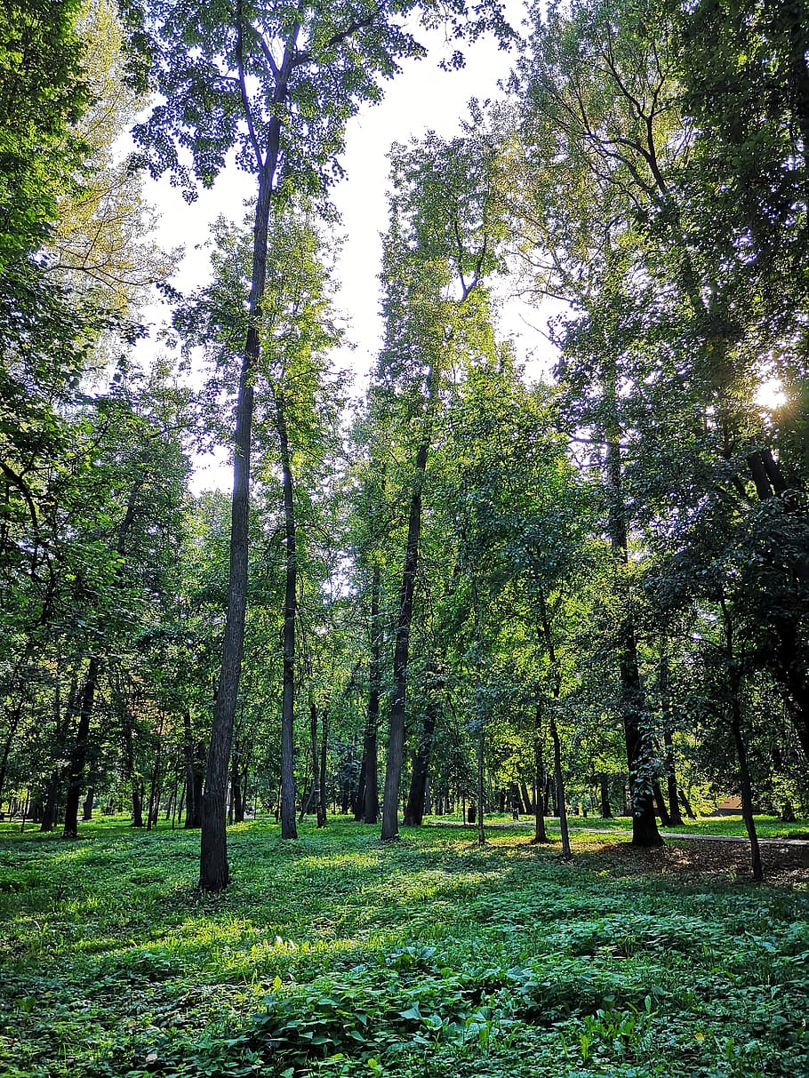 forest, greens, nature, tree, summer, leaves, landscape, trees HD wallpaper